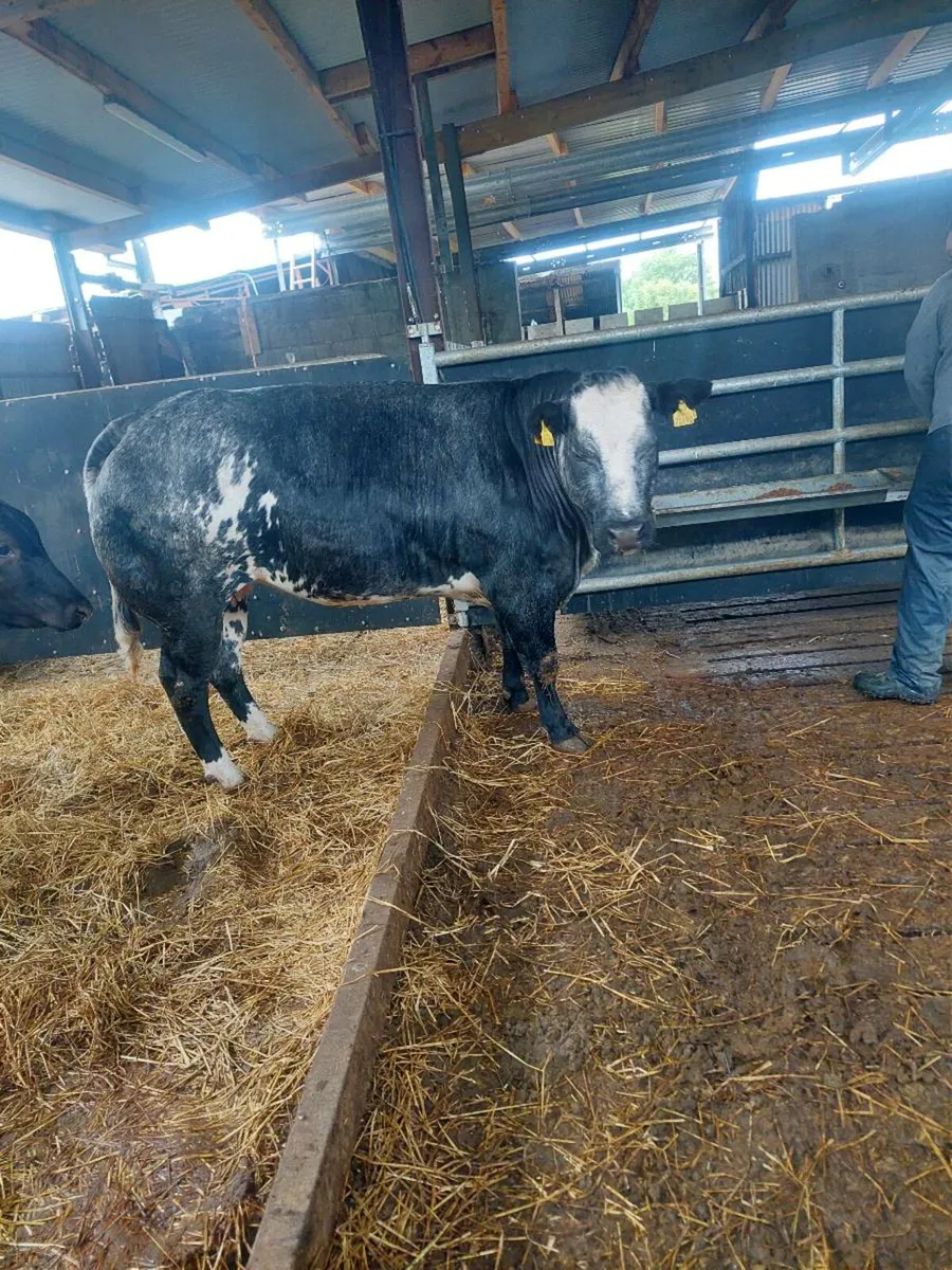 BBX incalf Cow for Ballinasloe Mart 31/05 - Image 3