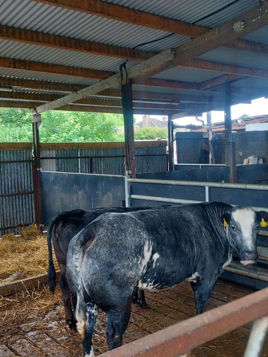 BBX incalf Cow for Ballinasloe Mart 31/05 - Image 4