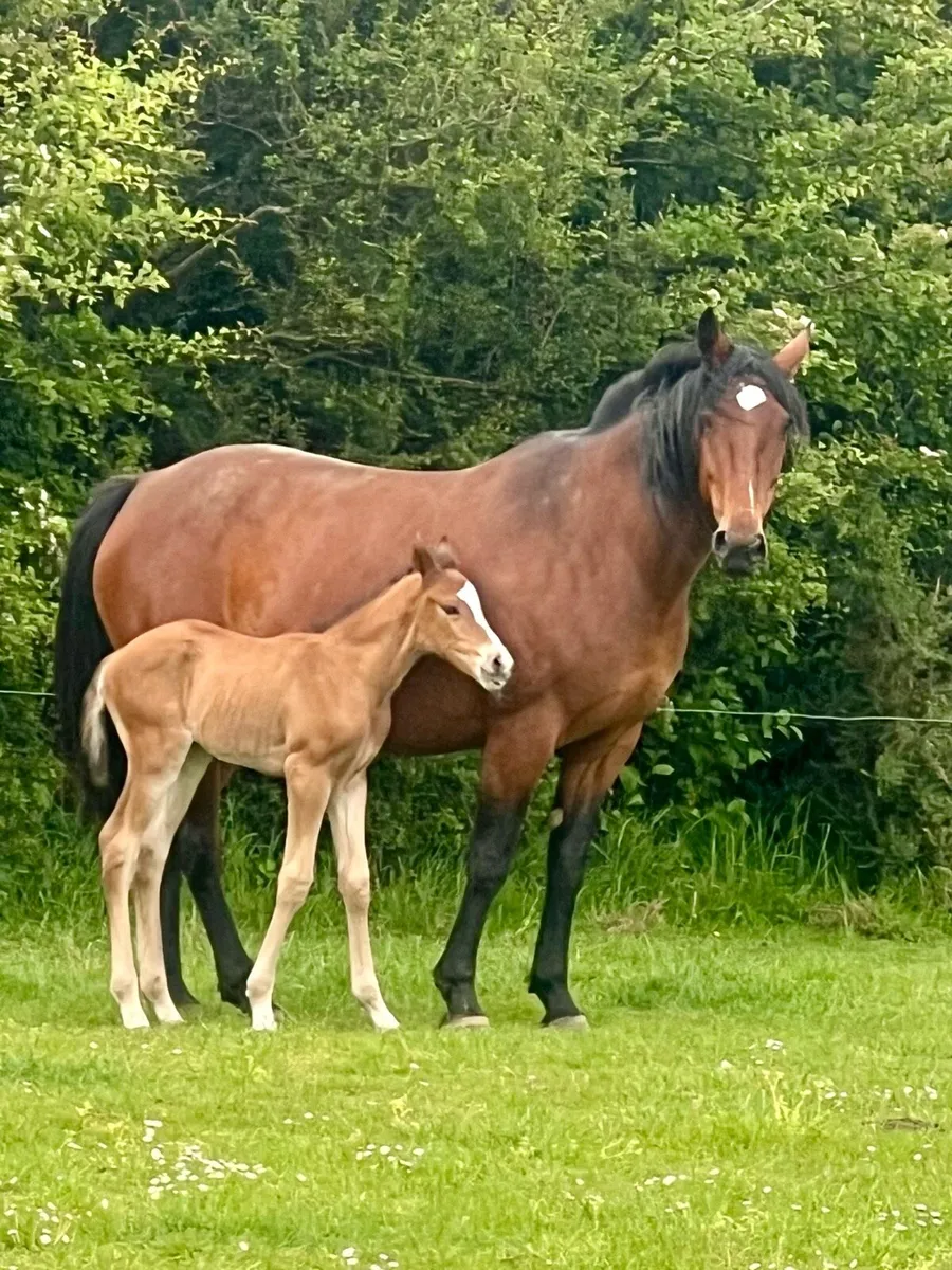 Connemara x ID mare and foal - Image 2