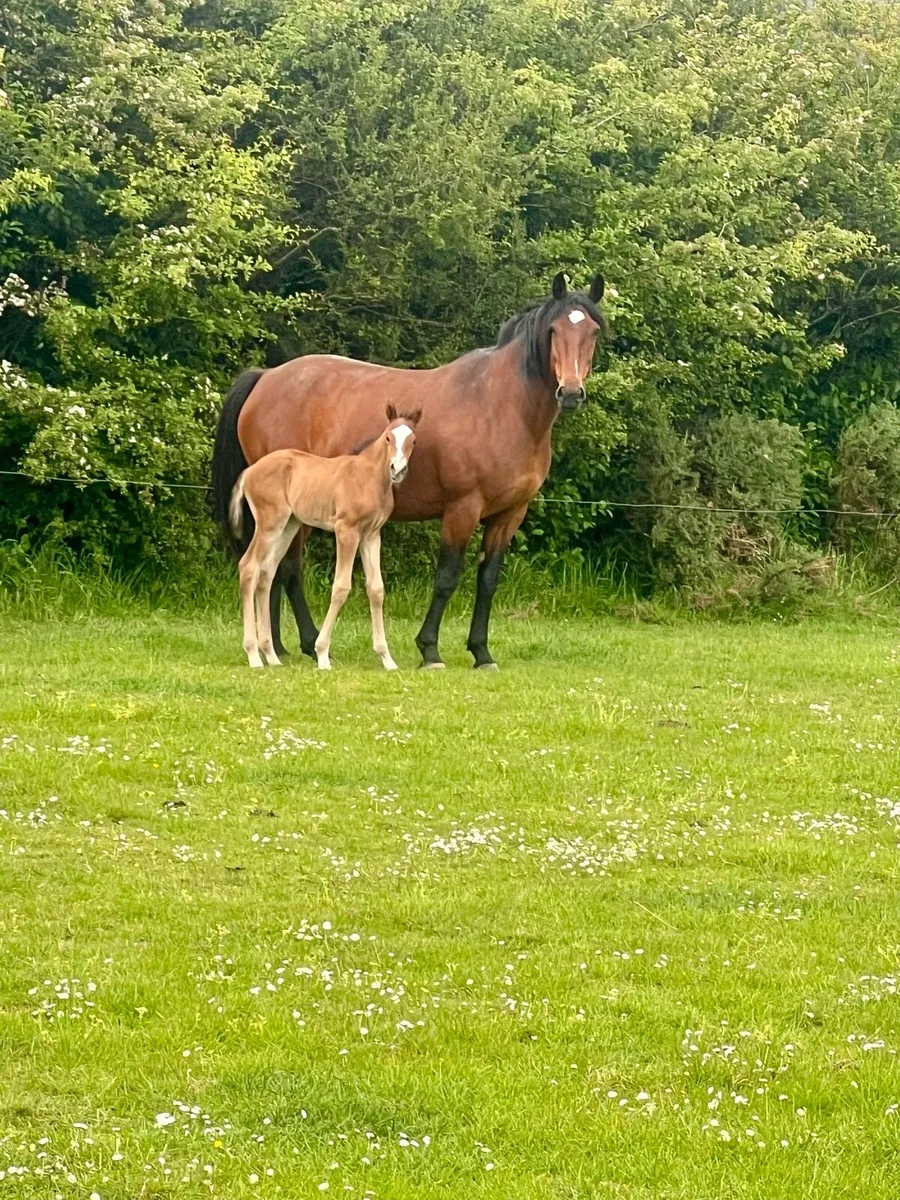 Connemara x ID mare and foal - Image 3