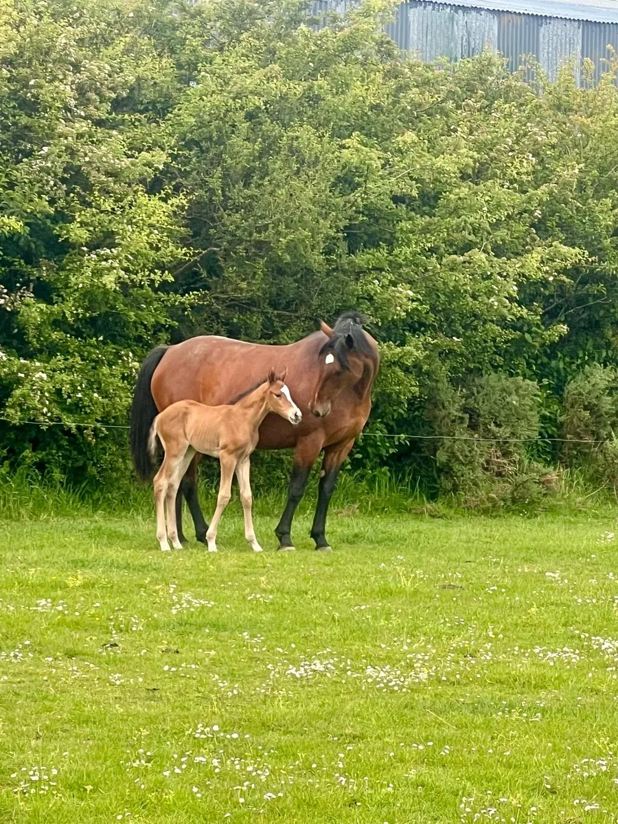 Connemara x ID mare and foal - Image 4