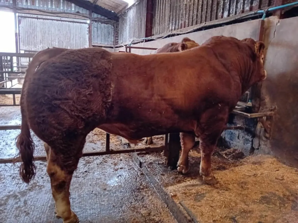 Pedigree Limousin Bulls - Image 4