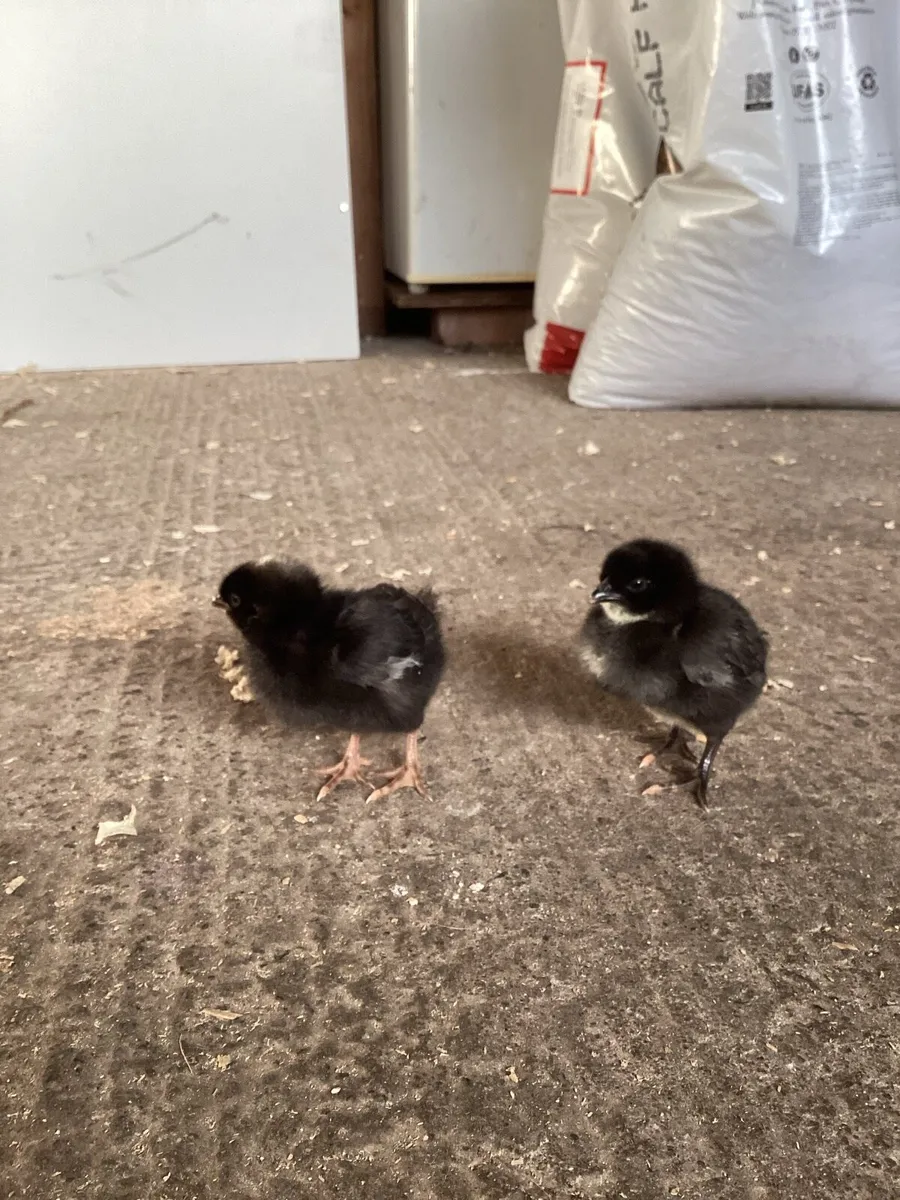 Hatching eggs and much more - Image 1