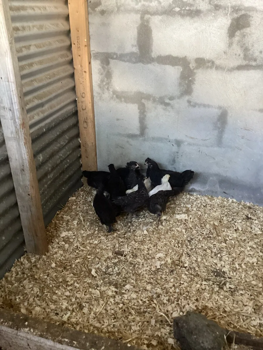 Hatching eggs and much more - Image 2