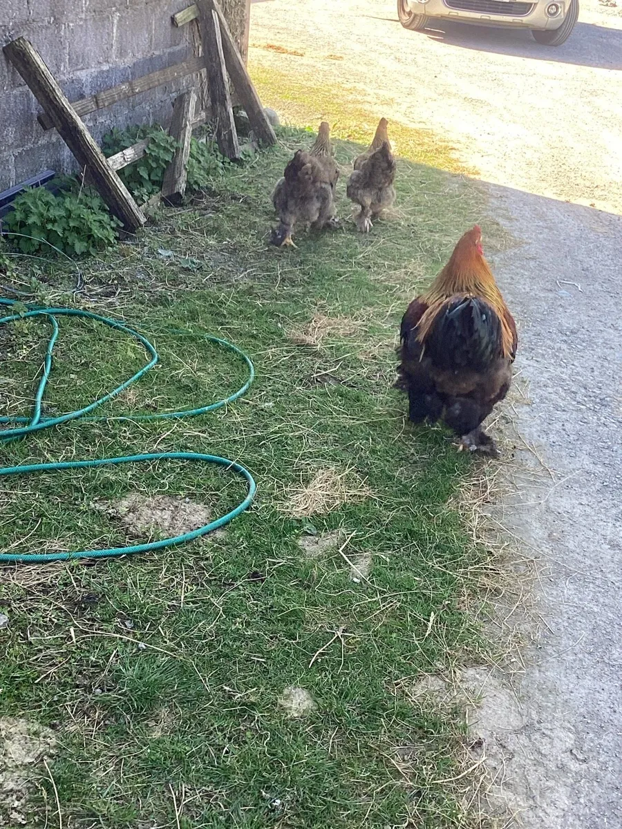 Hatching eggs and much more - Image 3