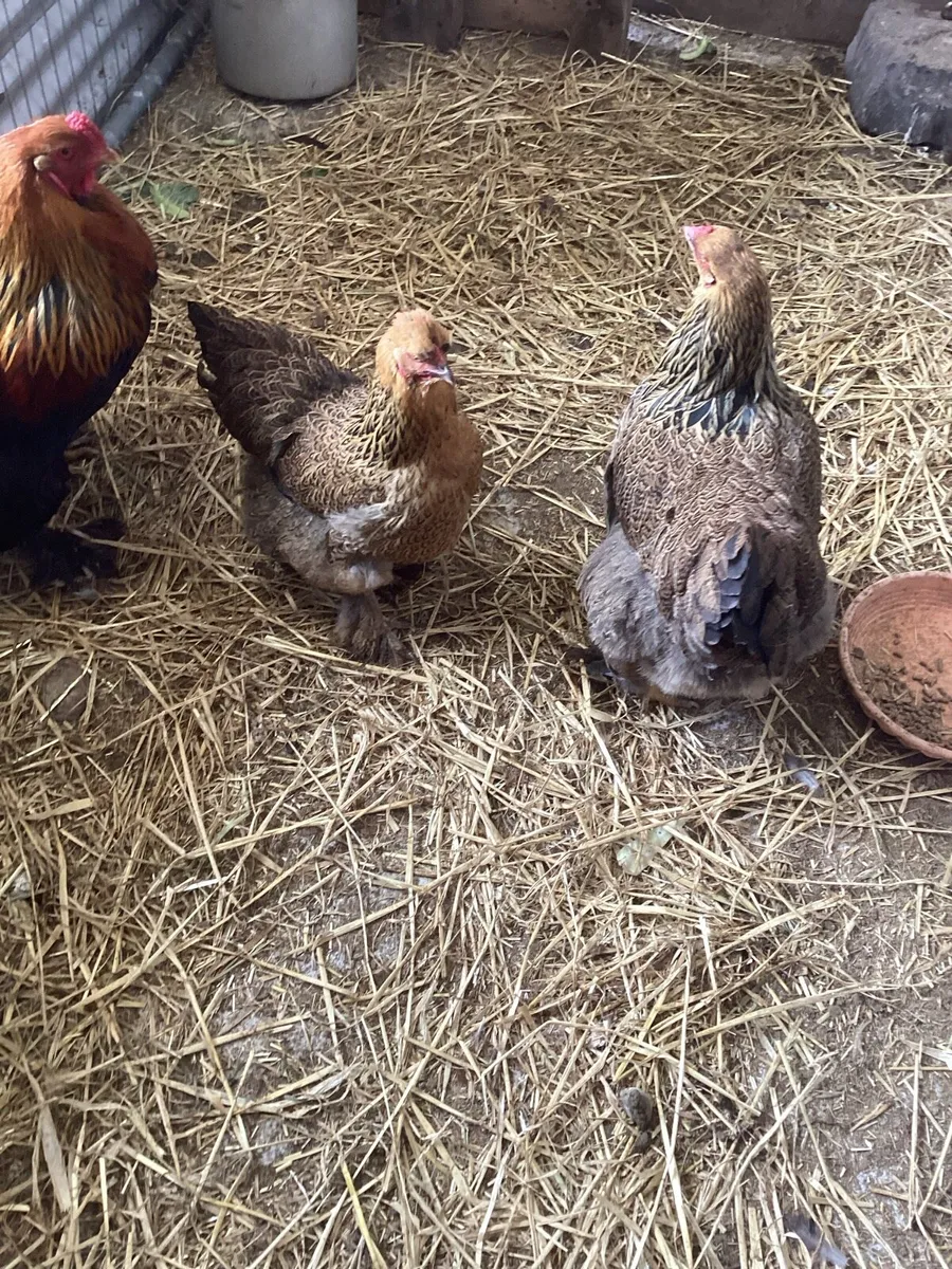 Hatching eggs and much more - Image 4