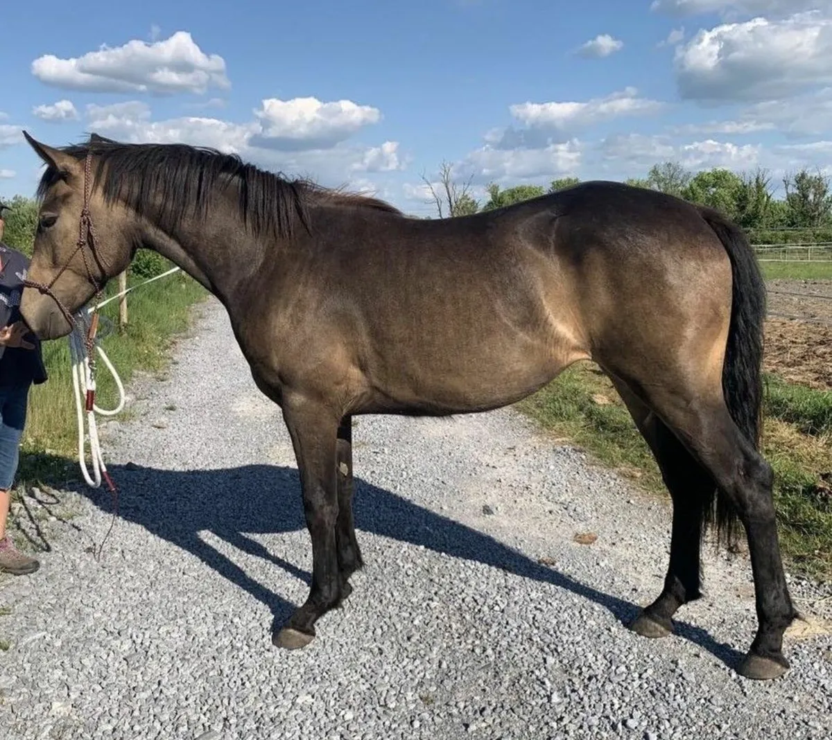 ISH 2 Year Old Chocolate Dun Filly - Image 2