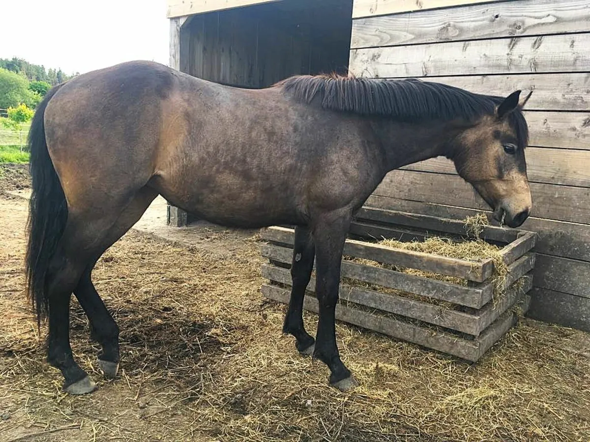ISH 2 Year Old Chocolate Dun Filly - Image 3