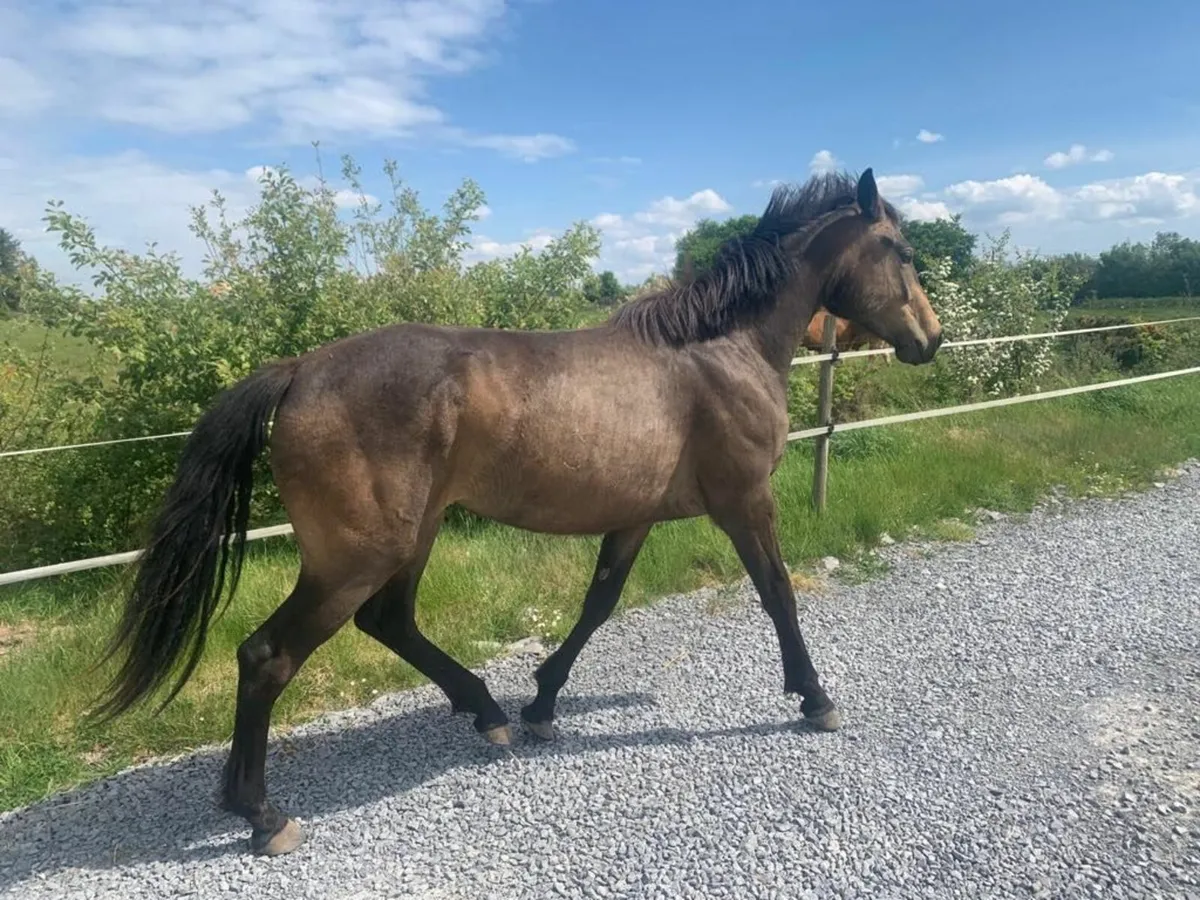 ISH 2 Year Old Chocolate Dun Filly - Image 4