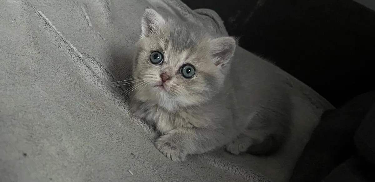 Tri colour British shorthair - Image 3