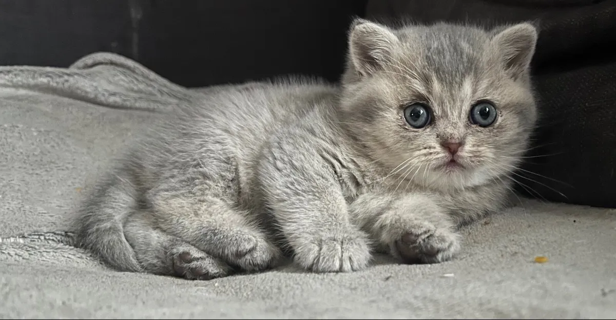Tri colour British shorthair - Image 2