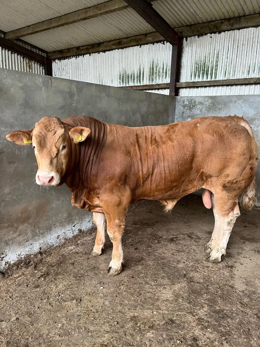 Purebred Registered Limousin Bull - Image 3