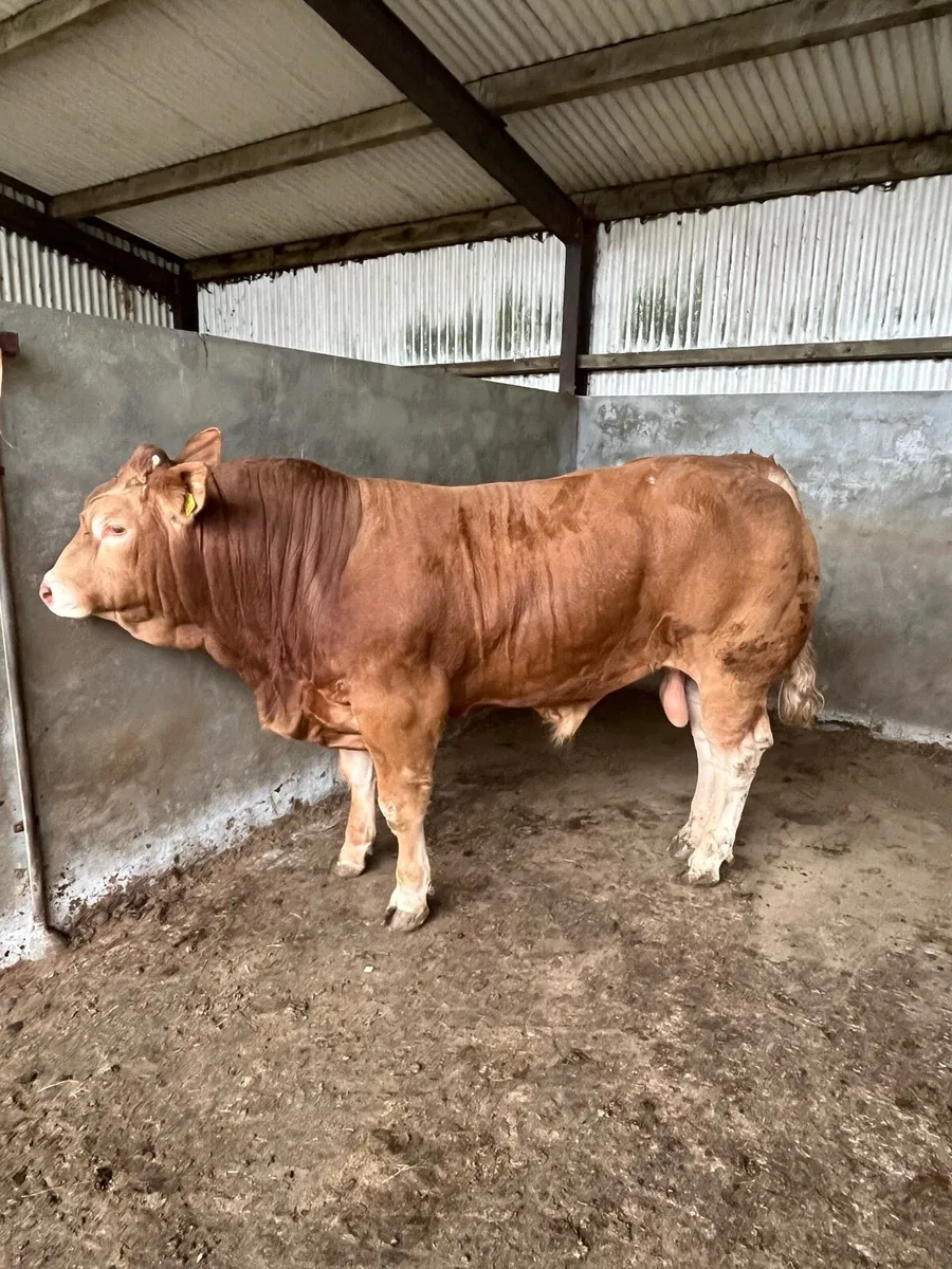 Purebred Registered Limousin Bull - Image 4