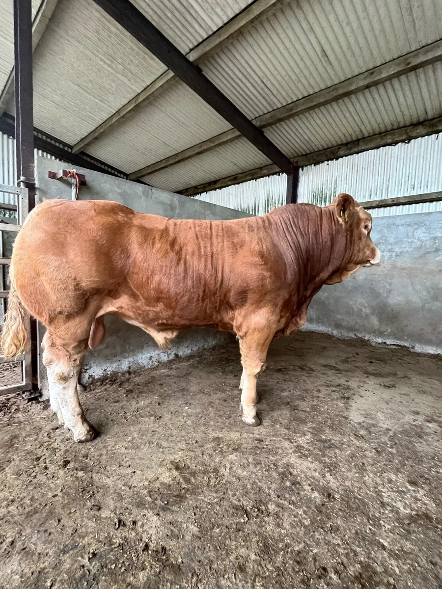Purebred Registered Limousin Bull - Image 2