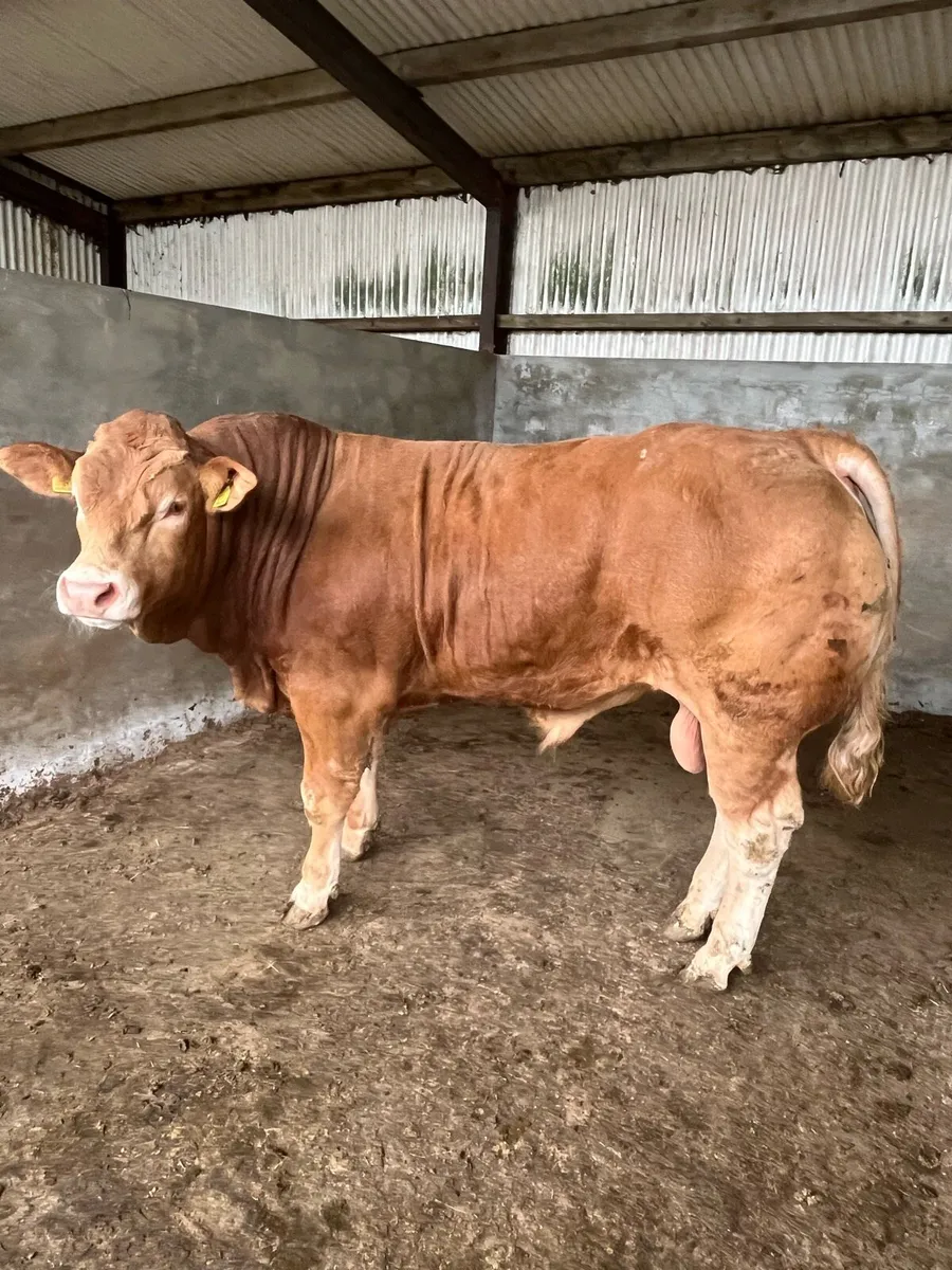 Purebred Registered Limousin Bull - Image 1