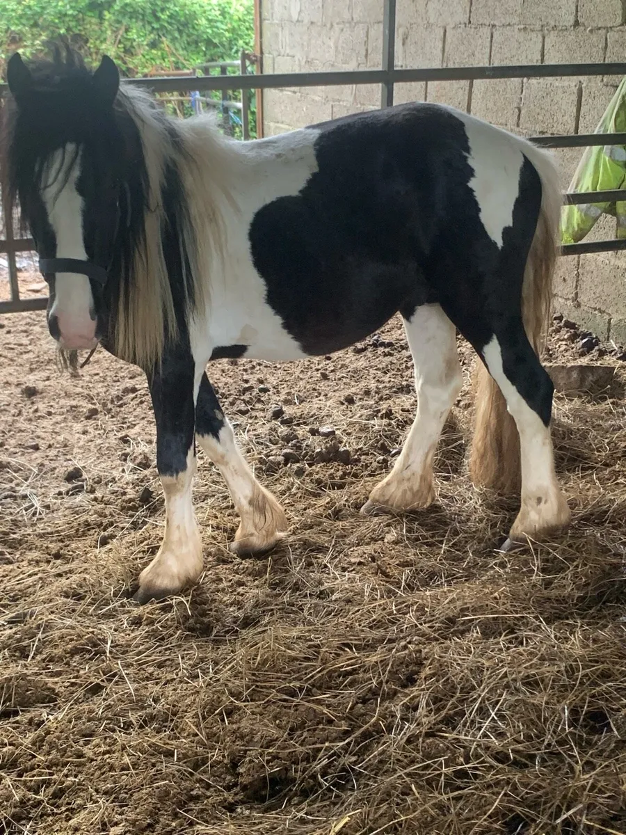 Pony - Image 3