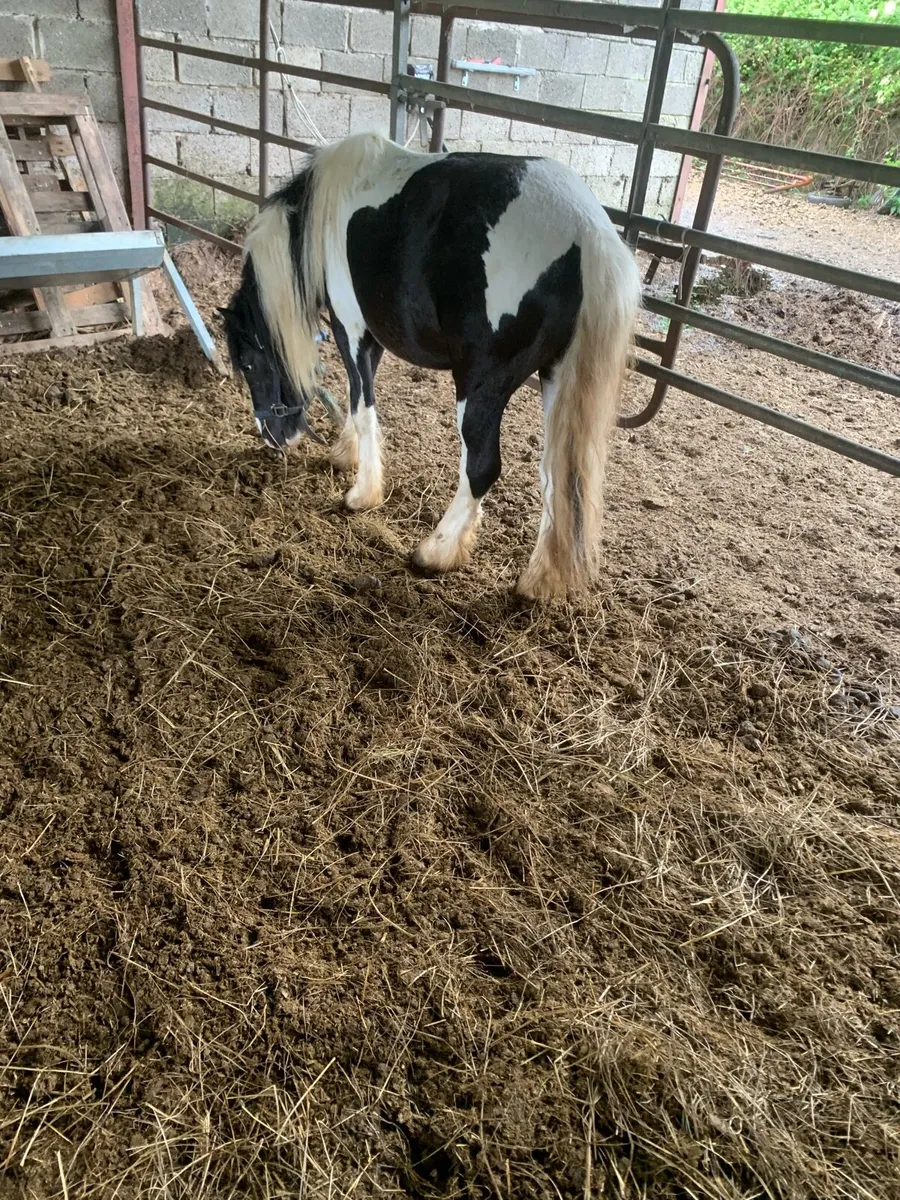 Pony - Image 4