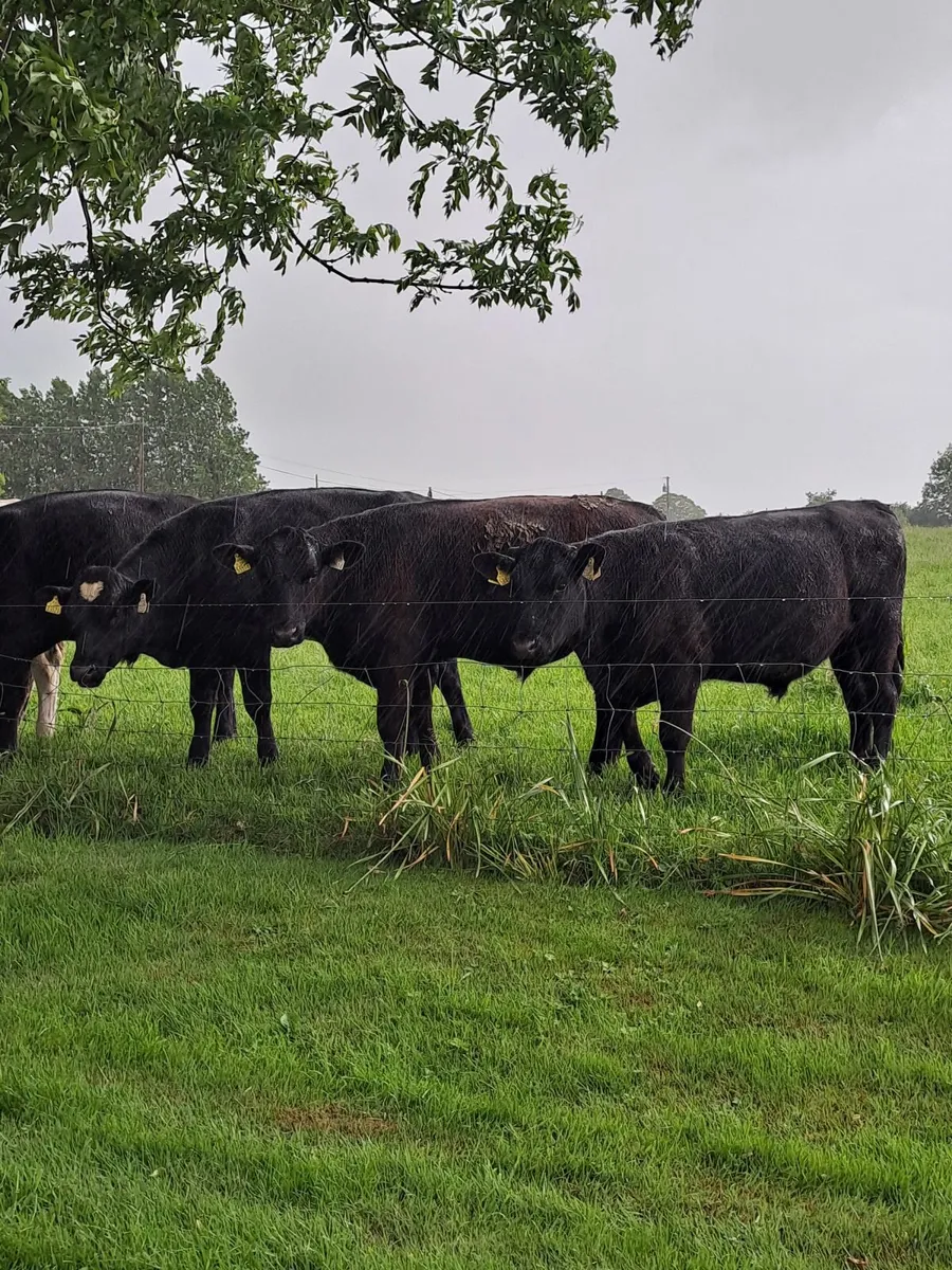 Beef cattle - Image 1