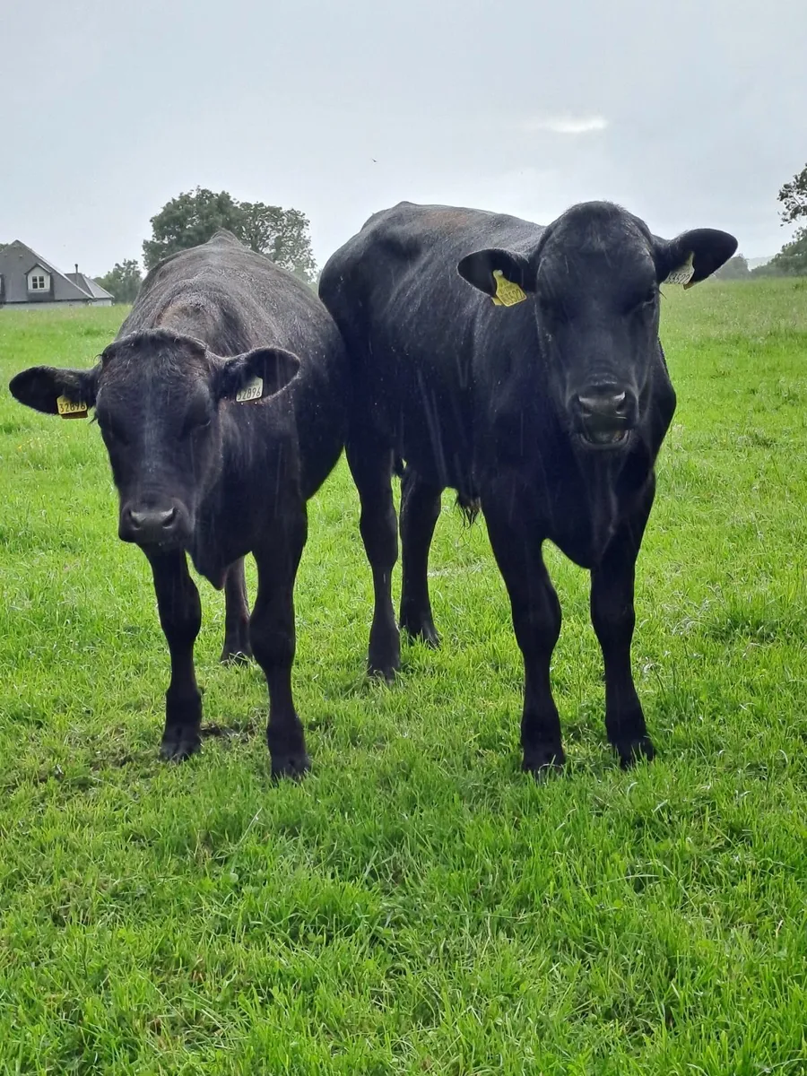 Beef cattle - Image 2