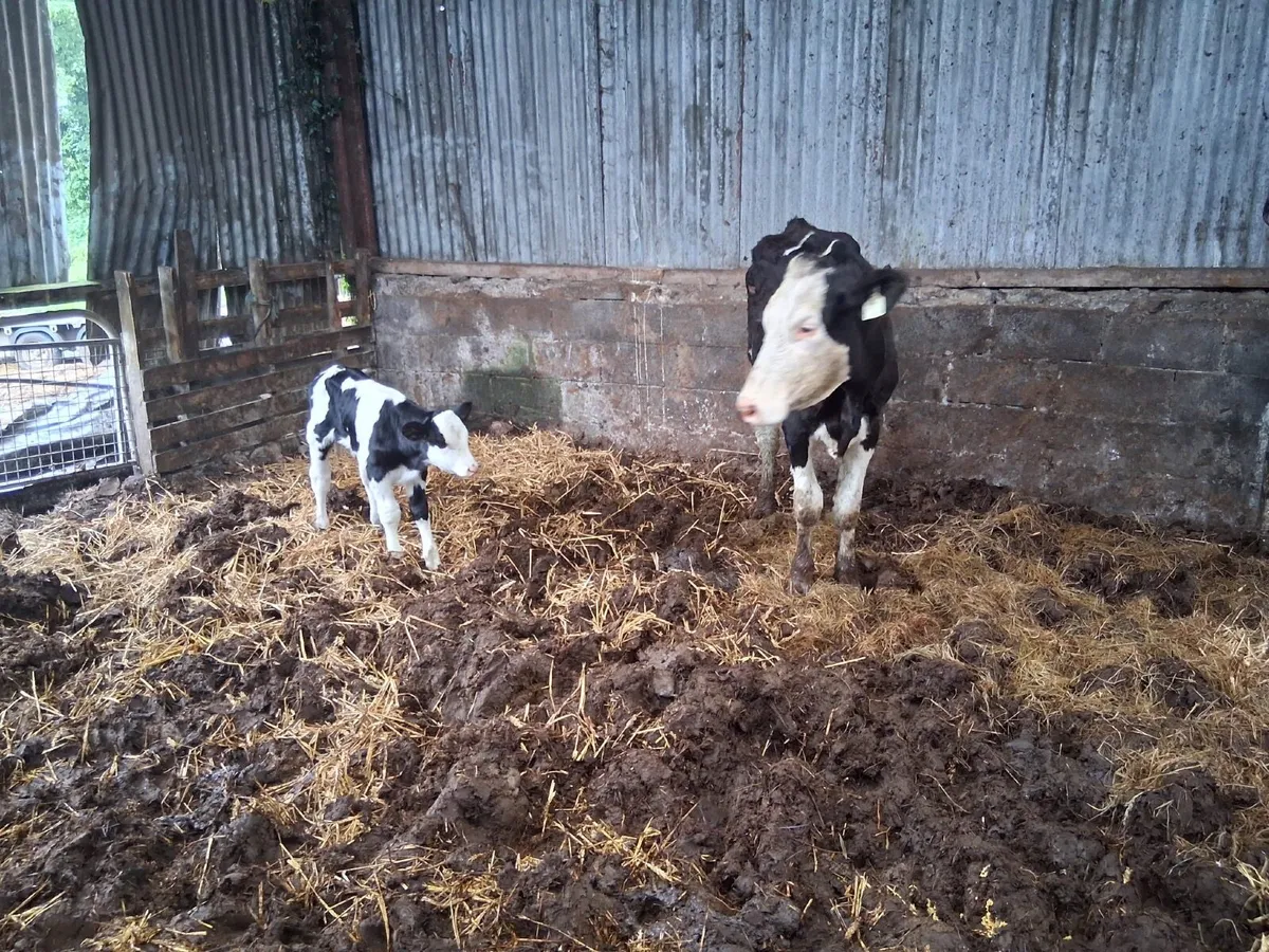 FIRST CALVER HEIFERS WITH SIMMENTAL BULL CALVES - Image 2