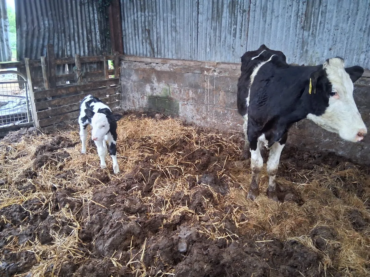 FIRST CALVER HEIFERS WITH SIMMENTAL BULL CALVES - Image 3