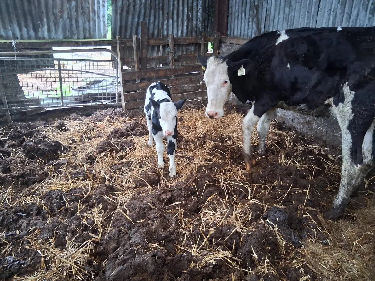 FIRST CALVER HEIFERS WITH SIMMENTAL BULL CALVES - Image 4