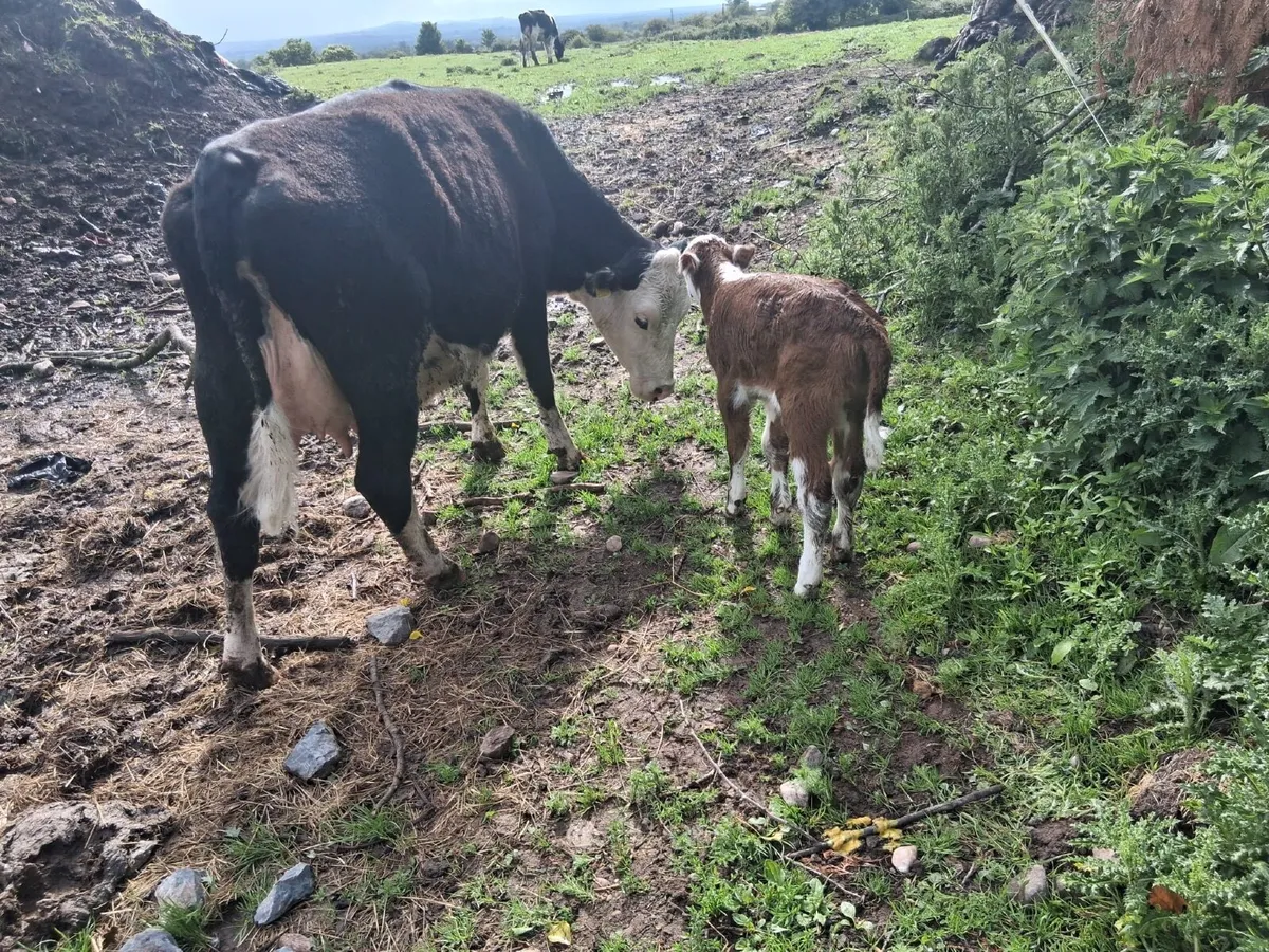FIRST CALVER HEIFERS WITH SIMMENTAL BULL CALVES - Image 1