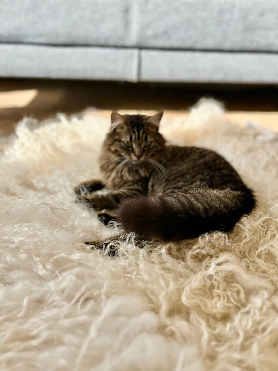 Long haired fluffy tabby female - Image 2