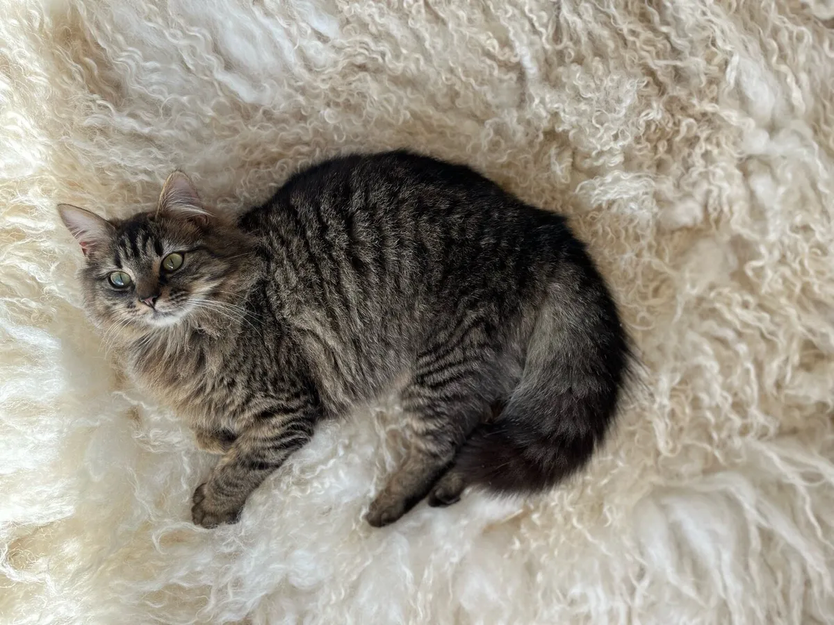 Long haired fluffy tabby female - Image 3