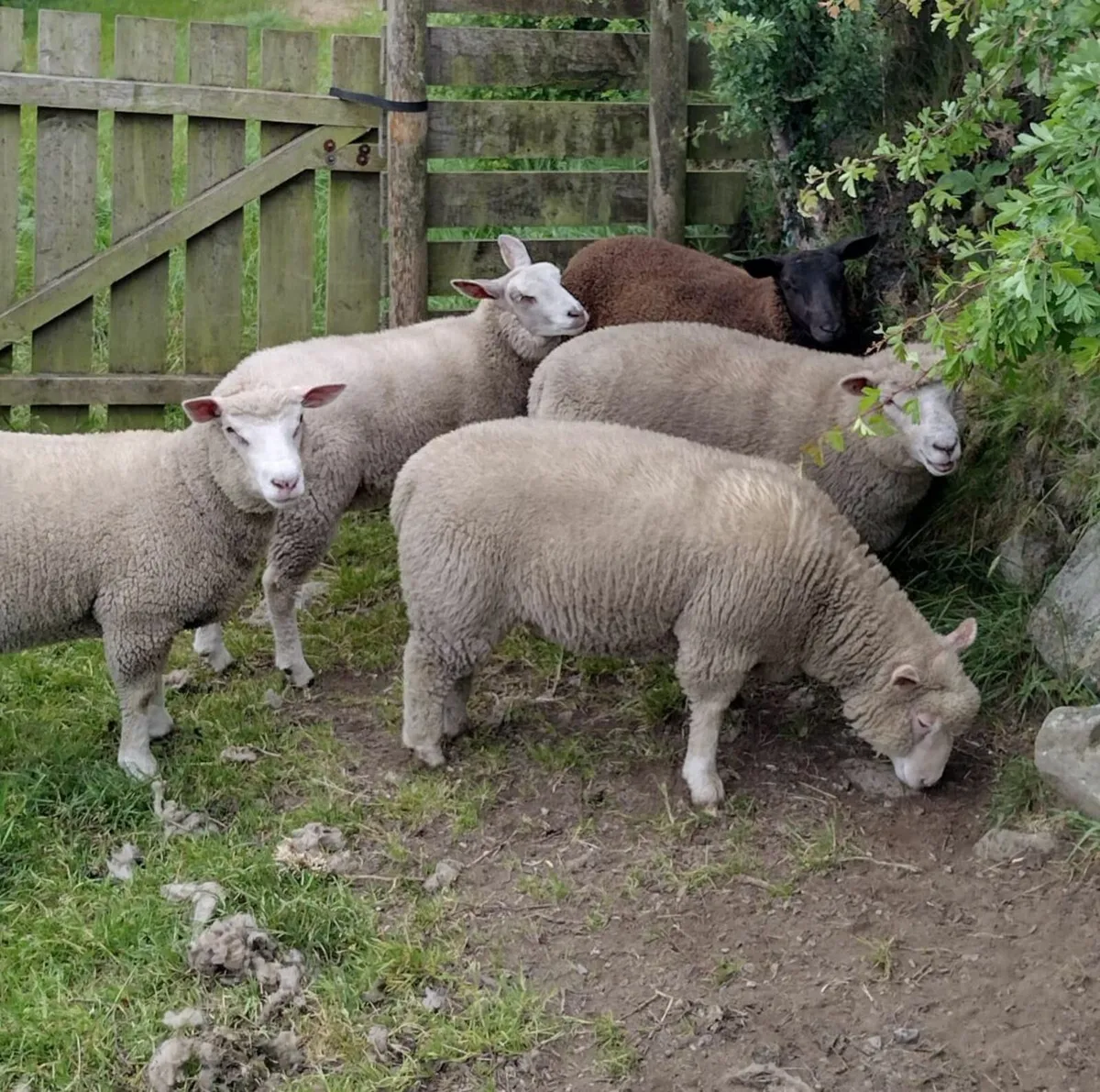 Strong ewe lambs - Image 1