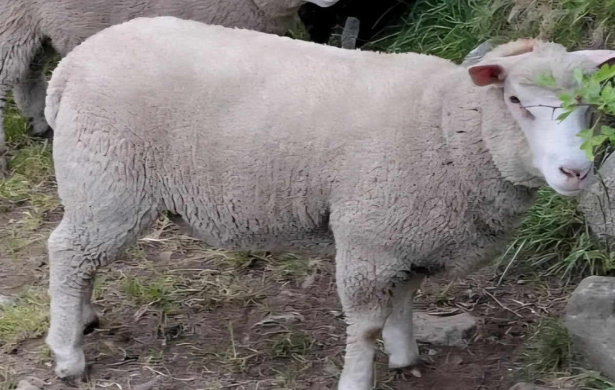 Strong ewe lambs - Image 3