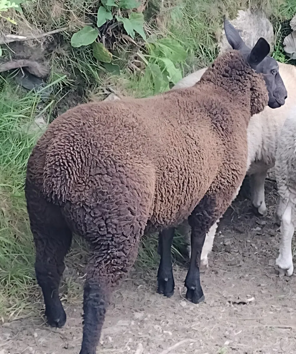Strong ewe lambs - Image 4