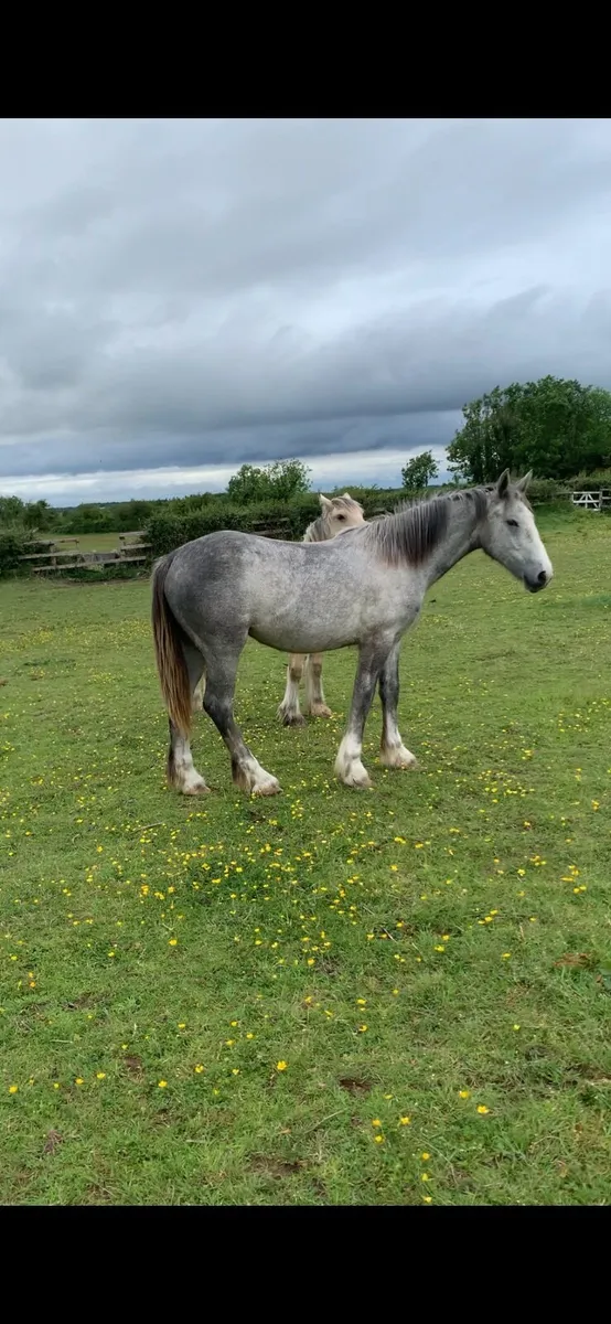 2 yearling filly cobs - Image 1