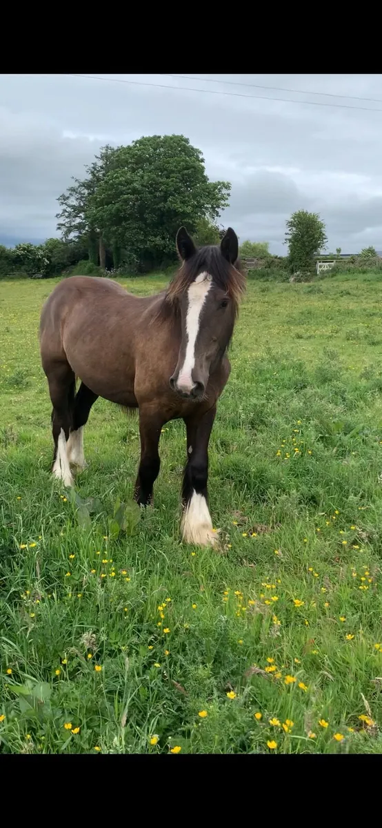 2 yearling filly cobs - Image 2