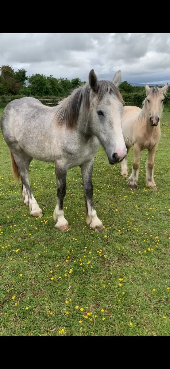 2 yearling filly cobs - Image 3