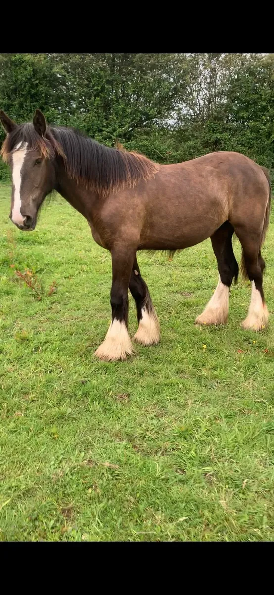 2 yearling filly cobs - Image 4