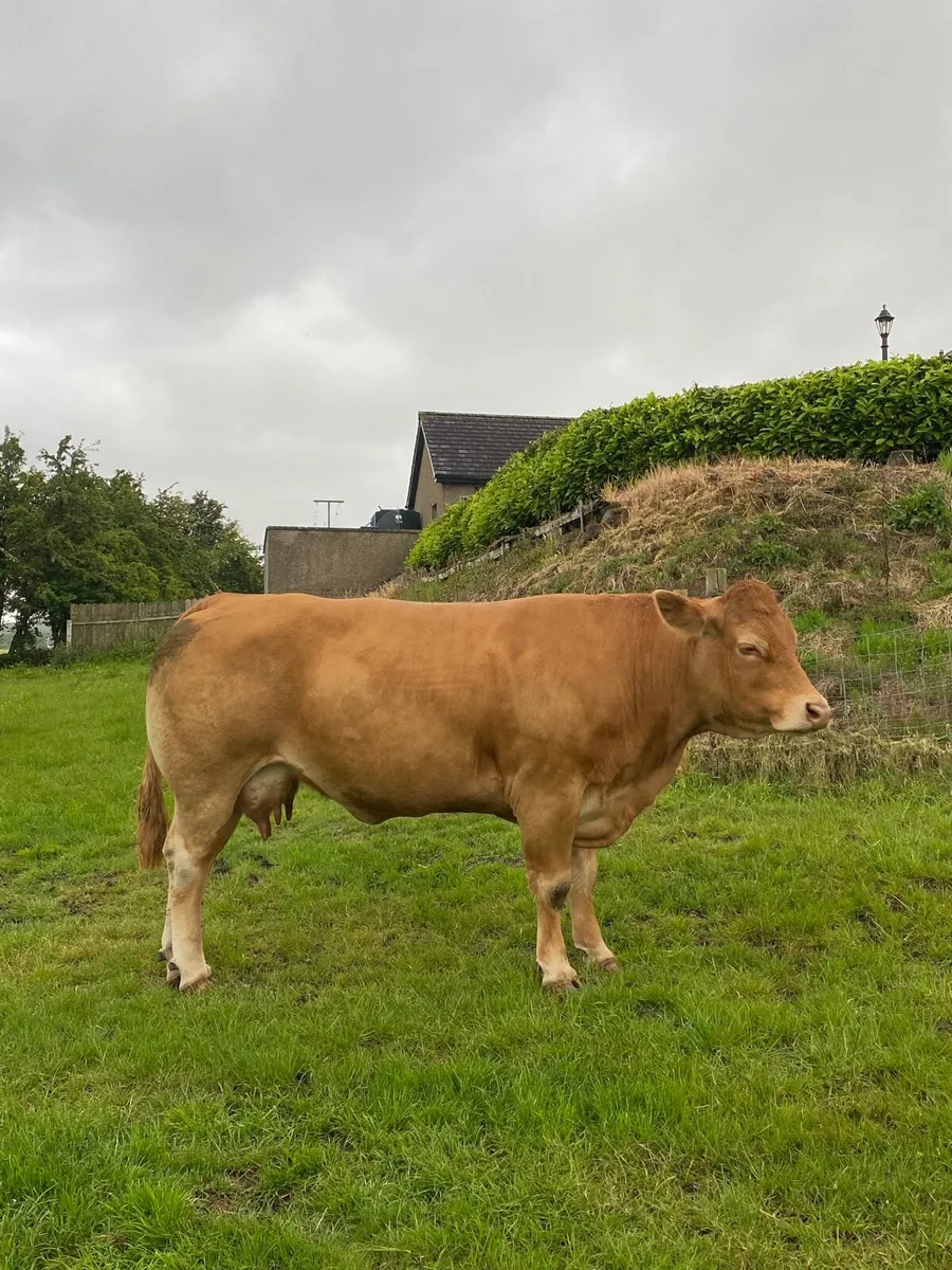⭐️ 5 pedigree limousin cows with calves at foot ⭐️ - Image 1