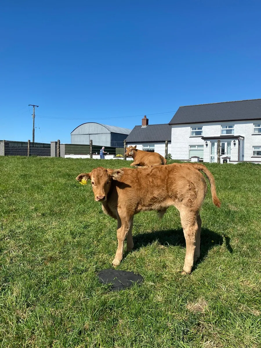 ⭐️ 5 pedigree limousin cows with calves at foot ⭐️ - Image 2