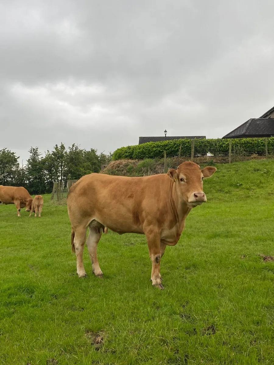 ⭐️ 5 pedigree limousin cows with calves at foot ⭐️ - Image 3