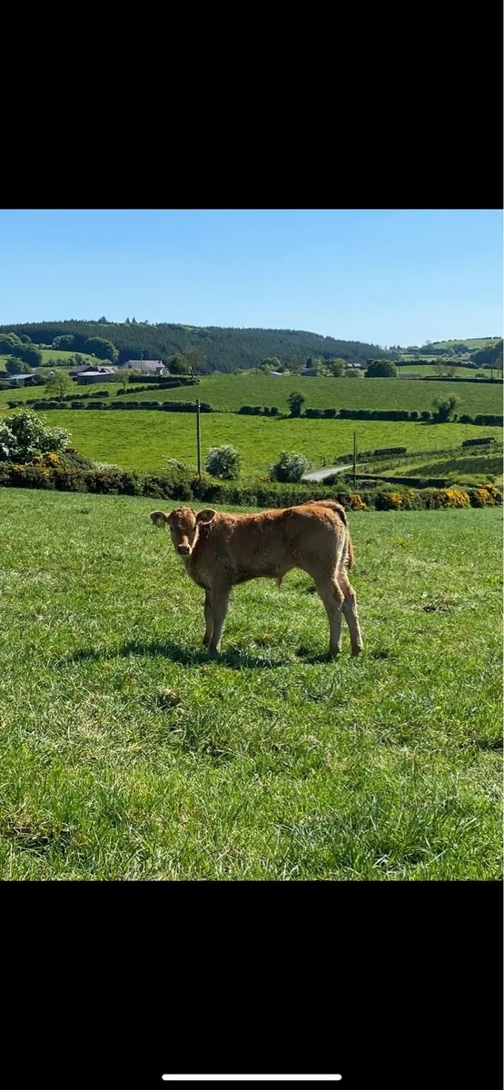 ⭐️ 5 pedigree limousin cows with calves at foot ⭐️ - Image 4