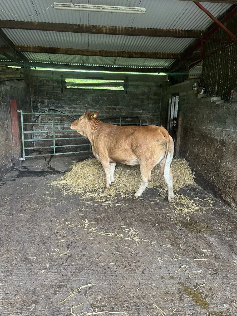 Super dry cow - Image 1