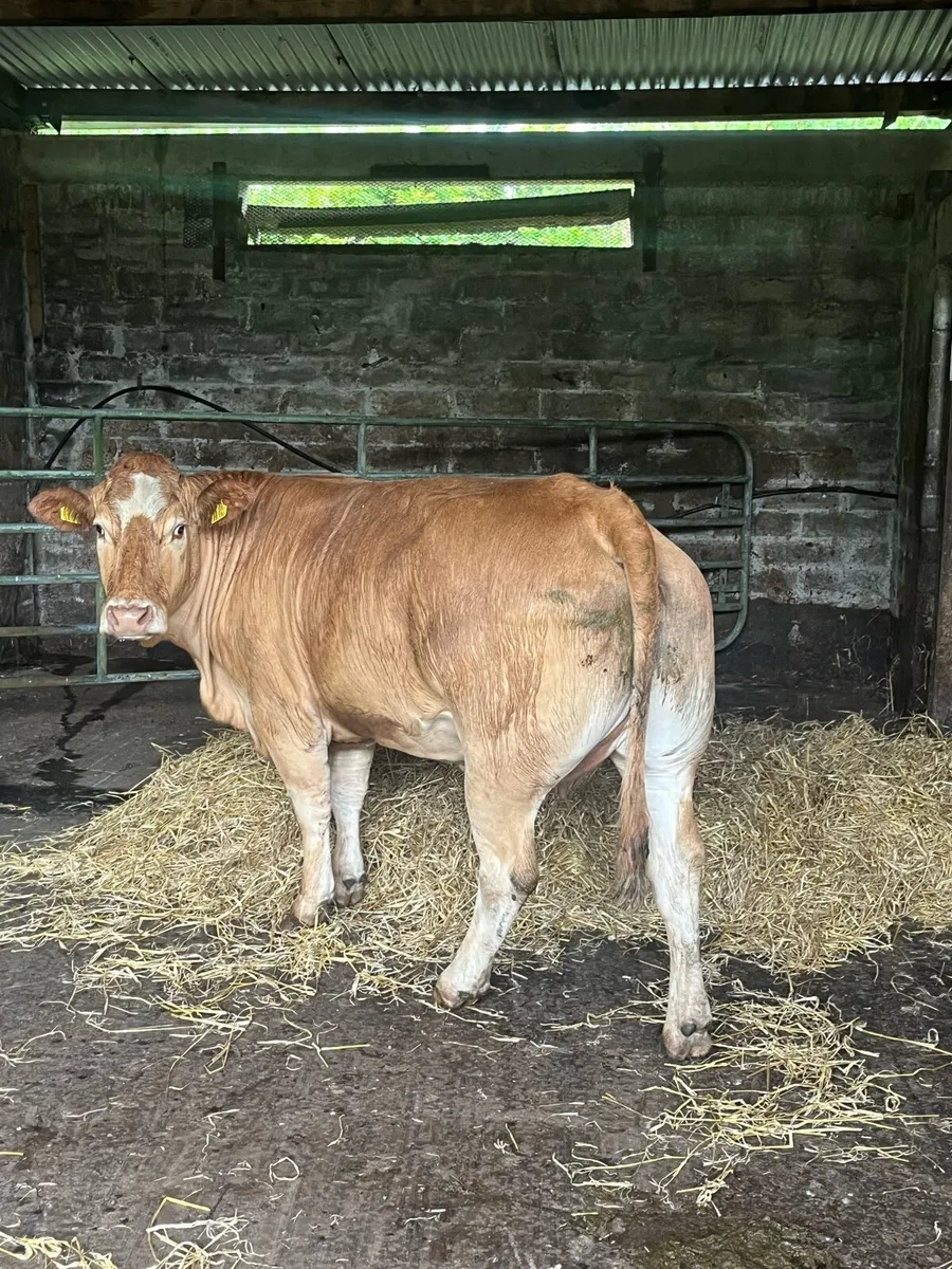 Super dry cow - Image 2