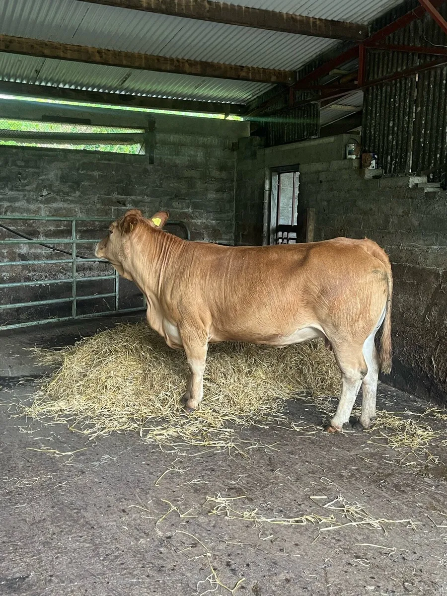 Super dry cow - Image 3