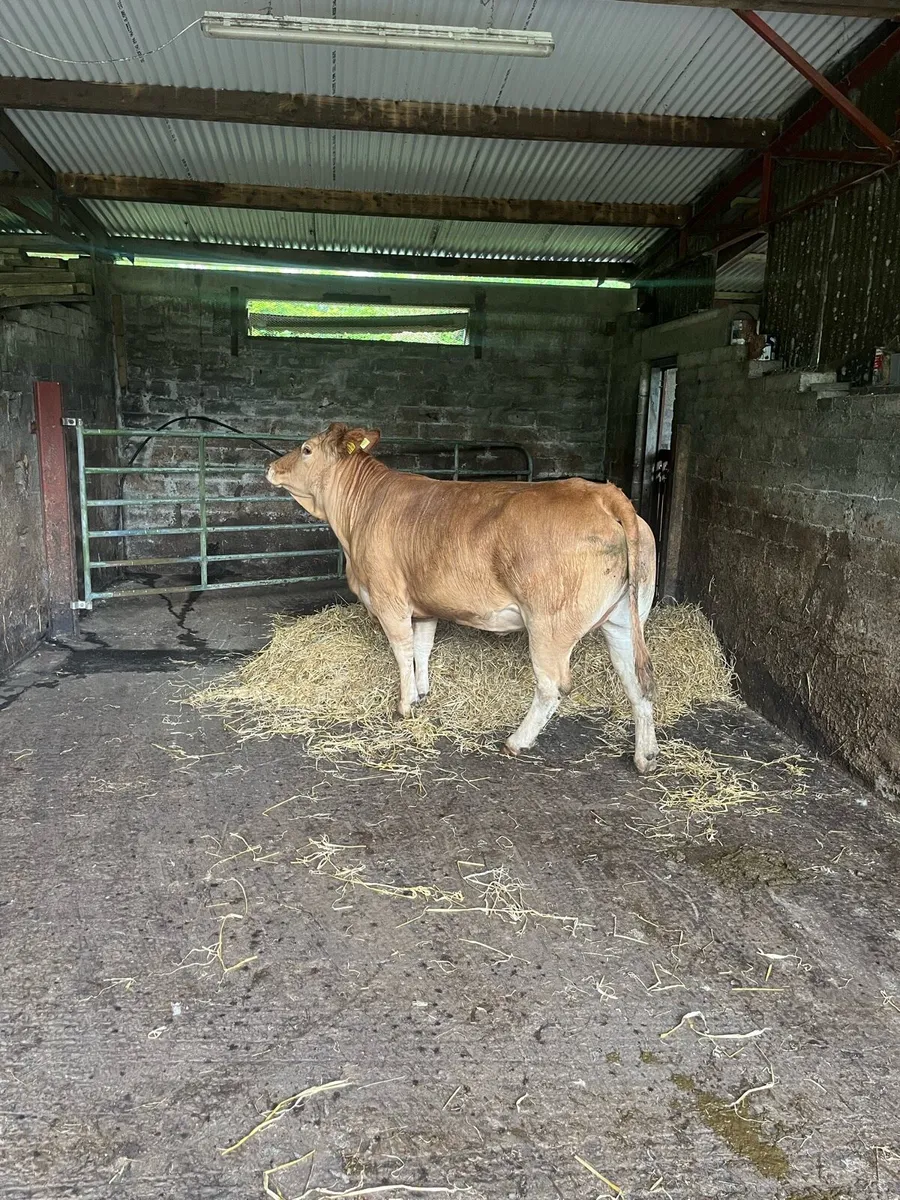 Super dry cow - Image 4