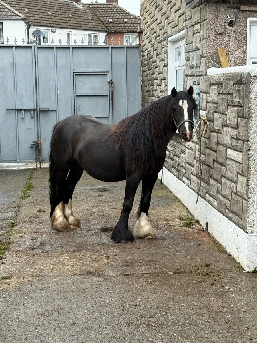 5yr old mare - Image 1