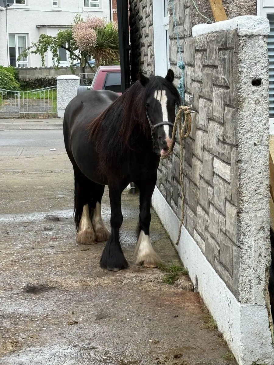 5yr old mare - Image 2