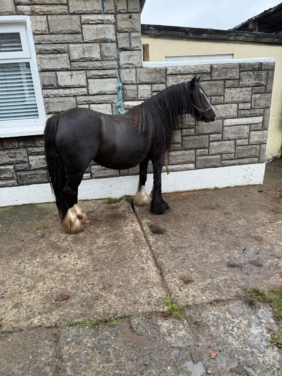 5yr old mare - Image 4