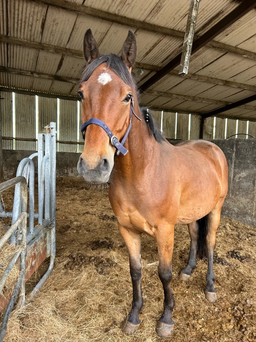 Quality gelding - Image 1
