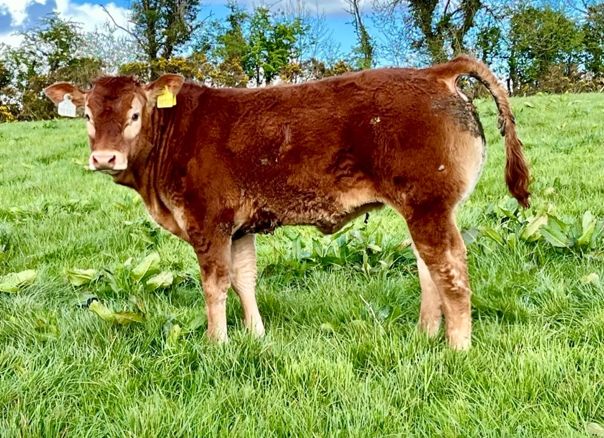 Pedigree limousin heifer