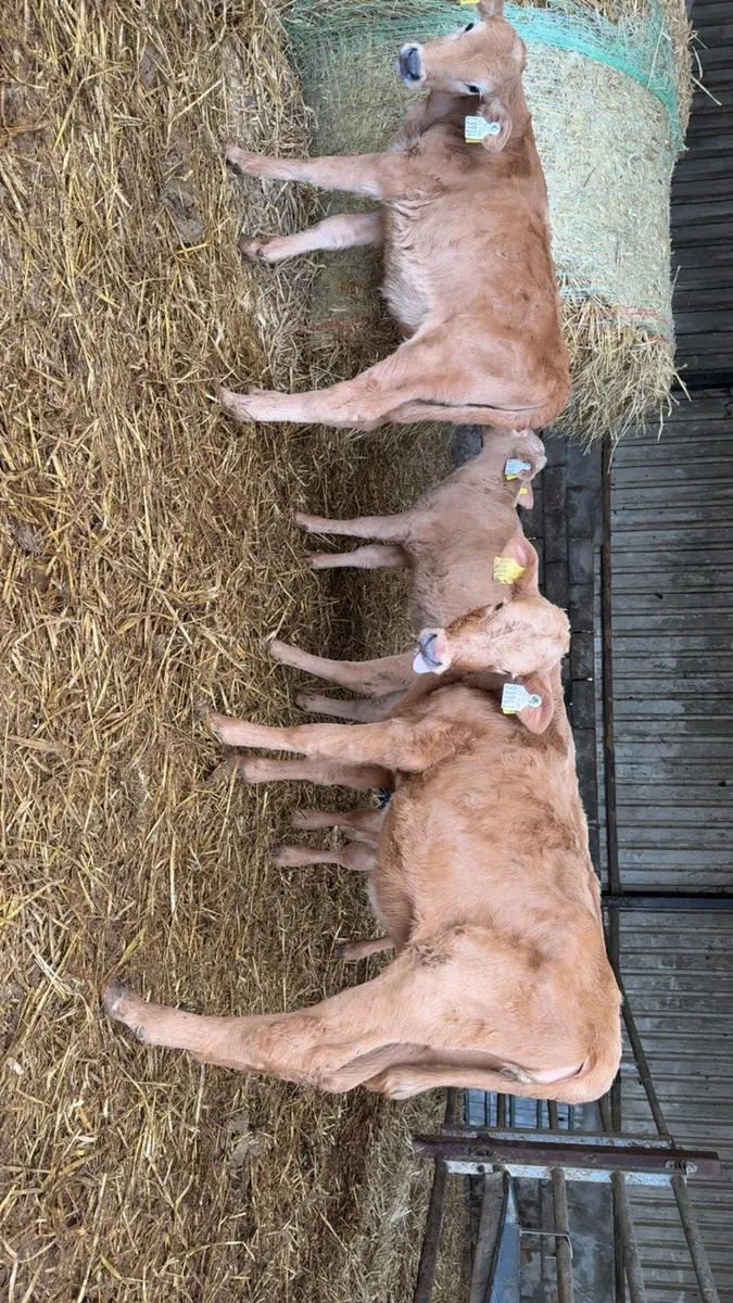 4 reared Charolais heifer calves - Image 2